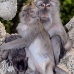 monkey_macaque_balinese_mf_ubud_v_0137_bal0137.jpg